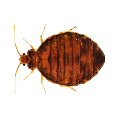 Close-up of a bed bug on a mattress – bed bug pest control in Toronto, Scarborough, Brampton, Mississauga, East York