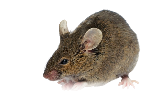 Rat near a wall inside a home – expert rat control in Toronto, Scarborough, Brampton, Mississauga, and East York