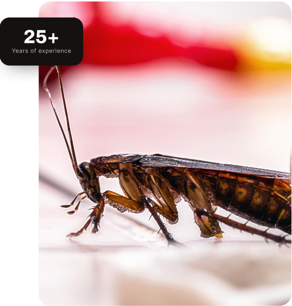Superior Pest Solutions