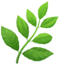 Superior Pest Solutions