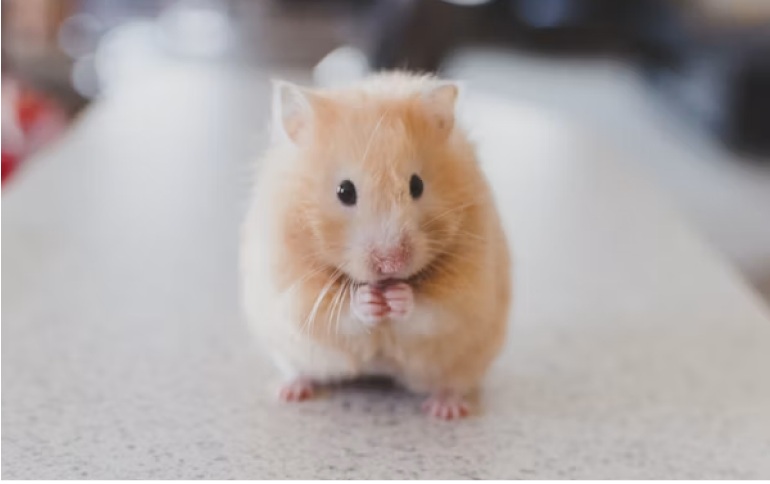 Superior Pest Solutions