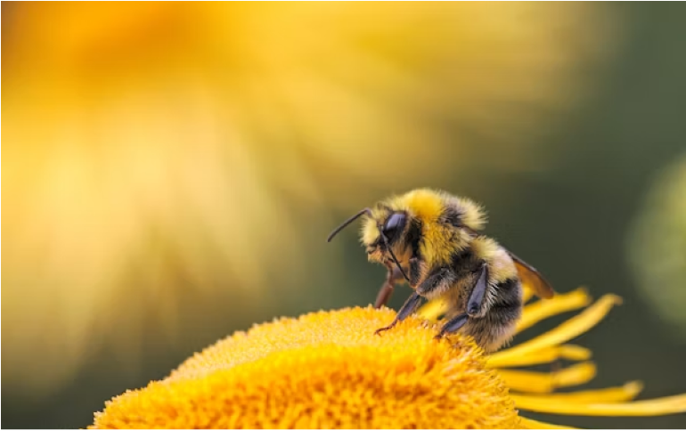 Superior Pest Solutions