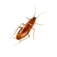 Cockroach Extermination in Toronto, Scarborough, Brampton, Mississauga & East York Cockroach on kitchen floor – cockroach extermination service in Toronto, Scarborough, Brampton, Mississauga, and East York