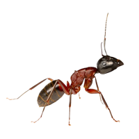 carpenter-ant-toronto-removebg-preview.png carpenter-ant-toronto-removebg-preview.png