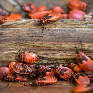 Severe Pest Infestation Cleanup Services in Toronto and Surrounding Areas Severe pest infestation in a home requiring professional cleanup – pest control service in Toronto, Scarborough, Brampton, Mississauga, East York