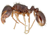 pavement-ants-removebg-preview.png pavement-ants-removebg-preview.png