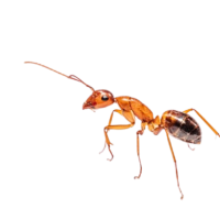 Ant Extermination Services in Toronto, Scarborough, Brampton, Mississauga & East York Ants crawling on a kitchen counter – professional ant extermination in Toronto, Scarborough, Brampton, Mississauga, East York