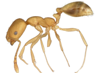 pharoah-ants-toronto-removebg-preview.png pharoah-ants-toronto-removebg-preview.png
