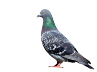 piegon-Photoroom piegon-Photoroom