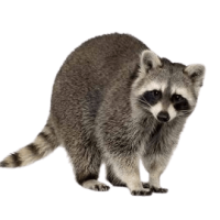Raccoon & Wildlife Removal in Toronto, Scarborough, Brampton, Mississauga & East York Raccoon on a rooftop – wildlife removal and control in Toronto, Scarborough, Brampton, Mississauga, and East York