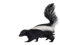 skunk-Photoroom skunk-Photoroom