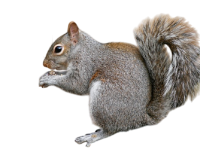 squirrel-Photoroom squirrel-Photoroom